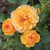 Žuta - Floribunda ruže - Isidora™